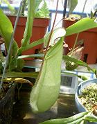 Nepenthes rafflesiana var. nivea 3